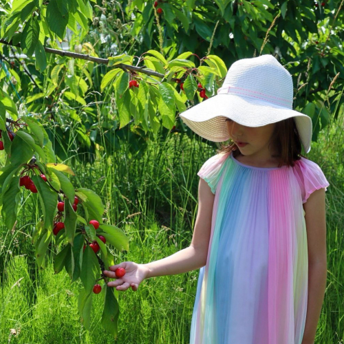Ferme de la Chebuette : cerises