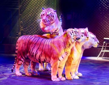 Cirque Arlette Grüss