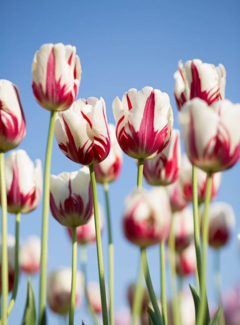 Sud Bellecour fête l'été