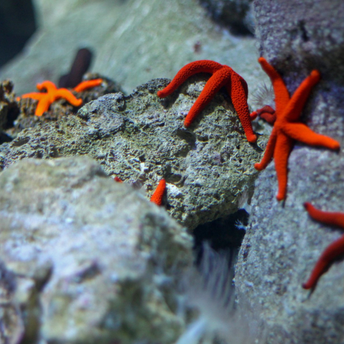 aquarium-etoile-de-mer