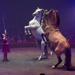 Cirque Arlette Grüss