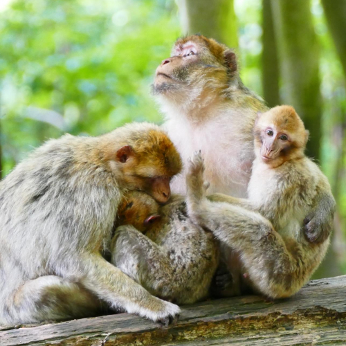 La Forêt des Singes : parc animalier près de Toulouse