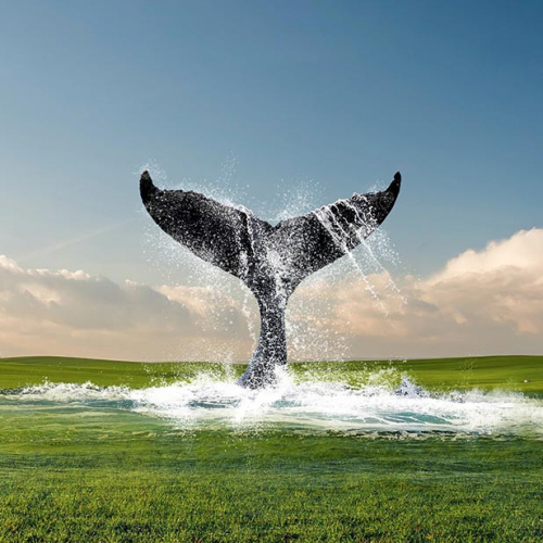 Dans ma nature - Cie d'Introna