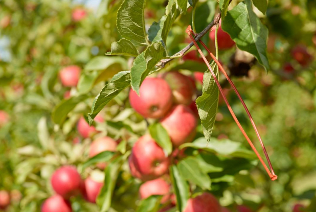 Jardins fruitiers - Pommes