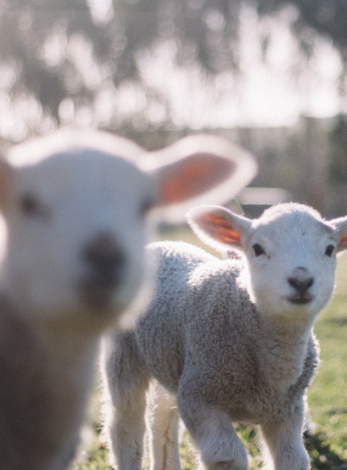 Fête du Terroir à Levens
