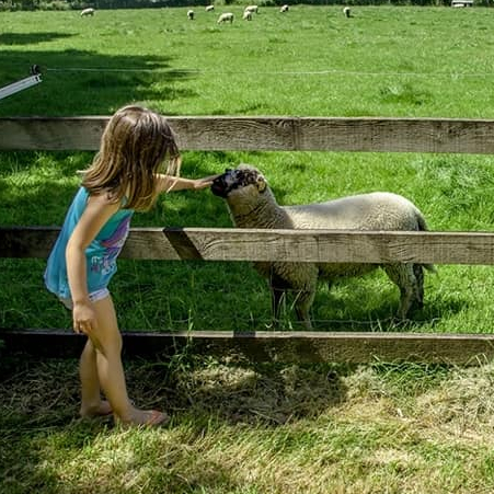Foire à la basse-cour à l'Ecomusée du pays de Rennes