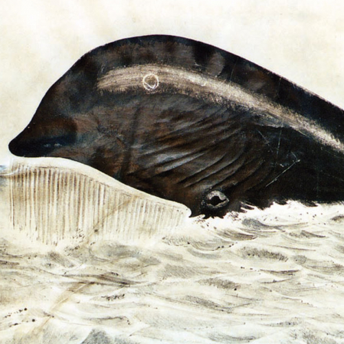 La Baleine qui dit "vagues"