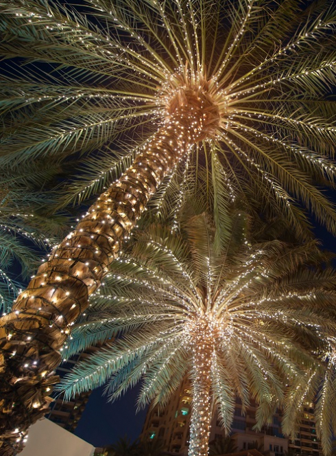 Puget-Théniers fête Noël : Palmiers illuminés