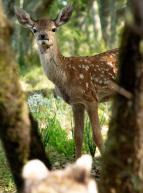 Bambi, L’histoire d’une vie dans les bois : le faon