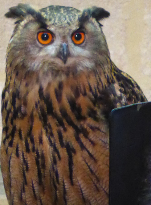 Chouette que manges tu ? - Bordeaux 2019