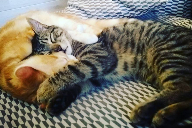 Les résidents du Chat'Lounge