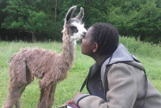 Ferme des lamas et alpagas de Lafayette