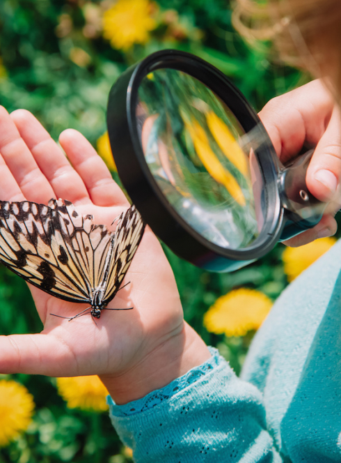 Balade nature : observer les insectes avec les enfants
