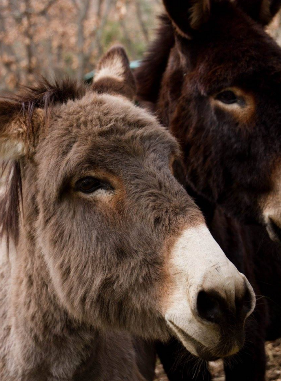 Chèvrerie du bois d'Amon : Ânes