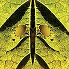 Expos du Collectif Photon à Menton