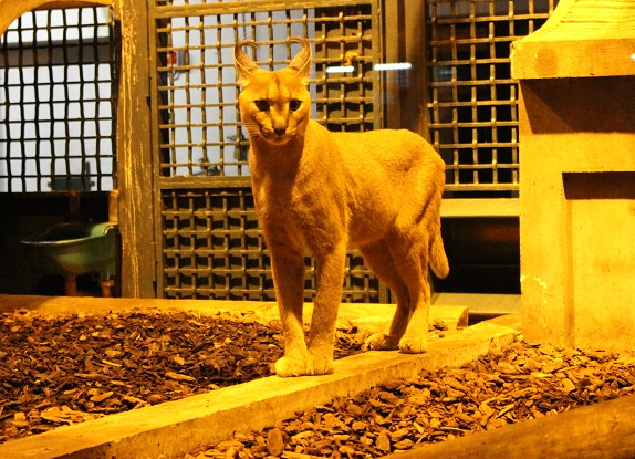 Muséum d'histoire naturelle - Ménagerie
