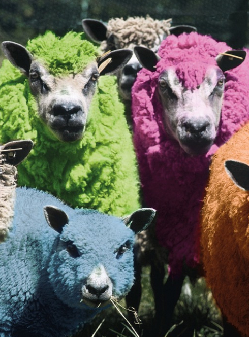 La tonte des moutons et la laine 2017