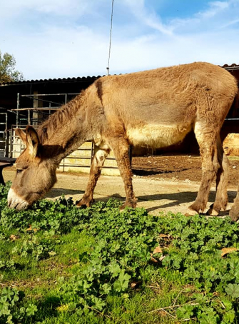 La ferme Velauxienne