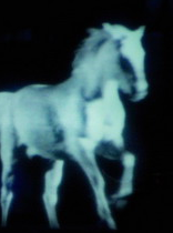 La belle et la bête