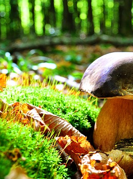 Sortie champignons au Bourgailh