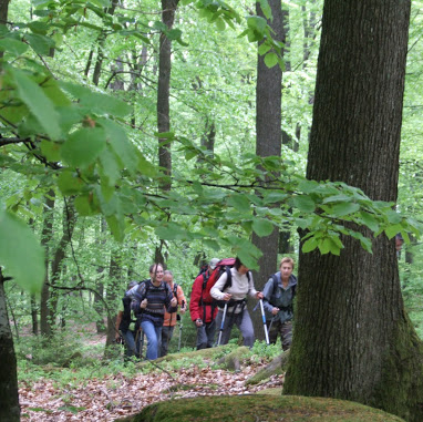 Randonnées pour enfants avec P'tits loups des bois