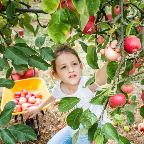 Cueillette de Cergy : fillette ramasse pomme