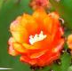 Jardin exotique de Cosy Home