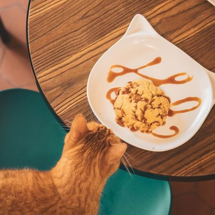 Chat gourmand