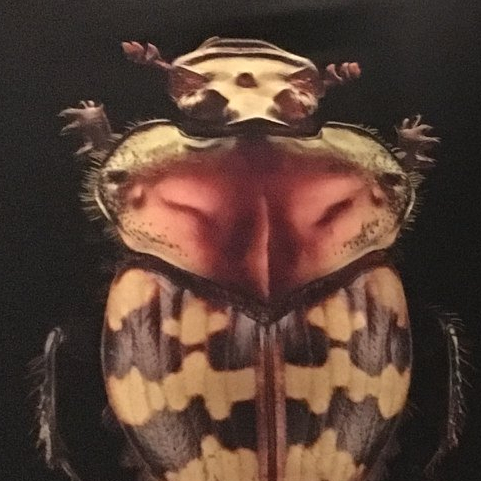 Expo : Coléoptères, insectes extraordinaires