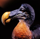 Musicomusée - Maurice, le dodo voyageur