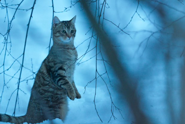 Mon Chat et Moi : chat dans la neige