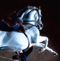 Les Nuits Equestres - MP2013