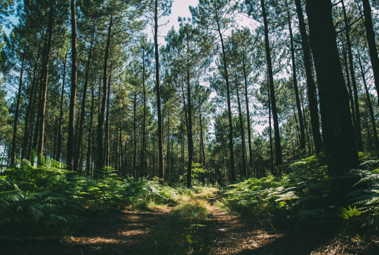 La Forêt des Landes