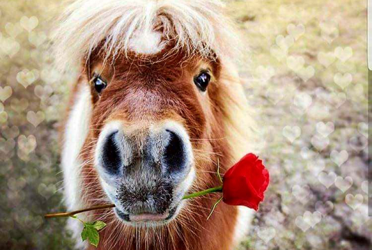 La ferme Velauxienne