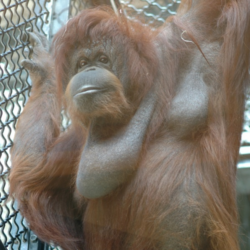 Exposition Les animaux célèbres de la ménagerie