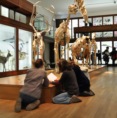 Muséum d'Histoire Naturelle de Nantes