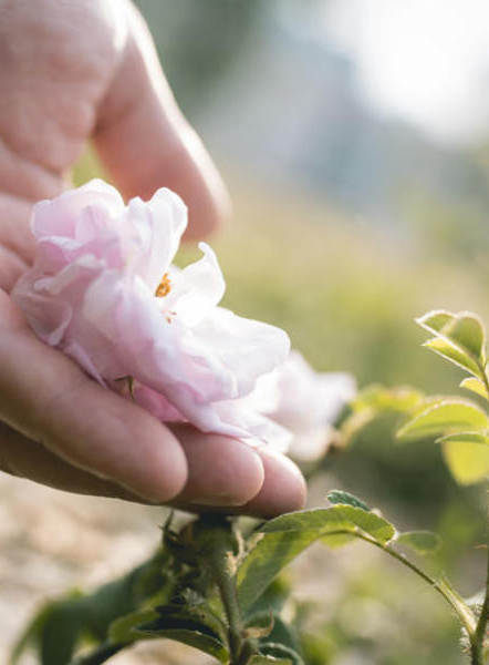 Veduta : Eau de Rose - Thierry Boutonnier