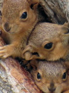 Fête de la Biodiversité Auvergnate