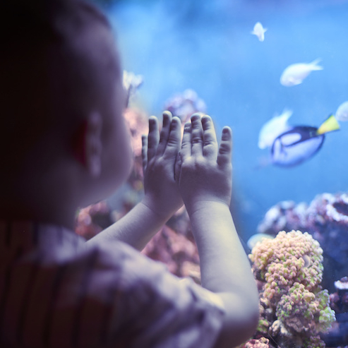 Sa première sortie à l’aquarium