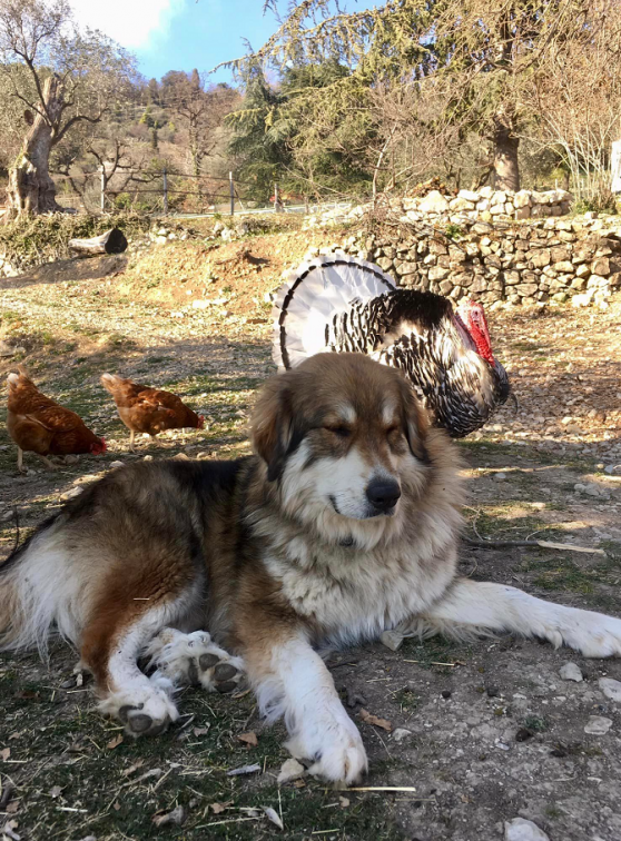 Ferme Domaine de la Tour : Chien