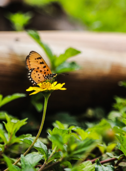 Les Relais Nature font leur cinéma 2019