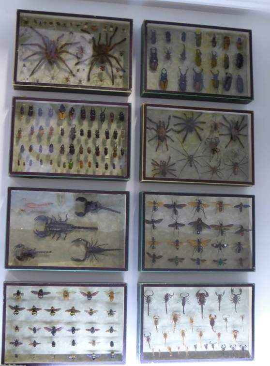 Collections insectes et araignées - Musée des Confluences