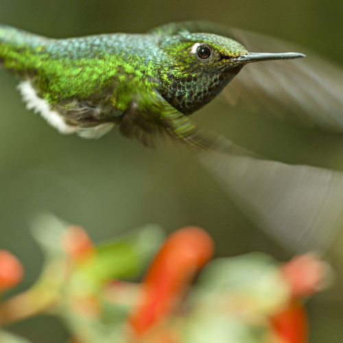 Un nouveau jour sur Terre - Colibri