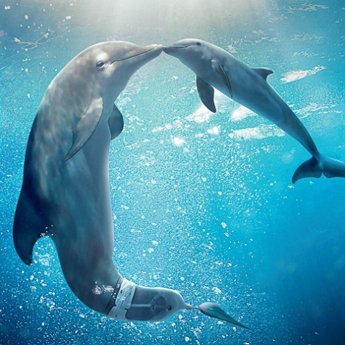 L'incroyable histoire de Winter le dauphin 2