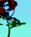 Rose est une rose