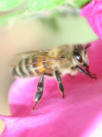 abeille-miellerie
