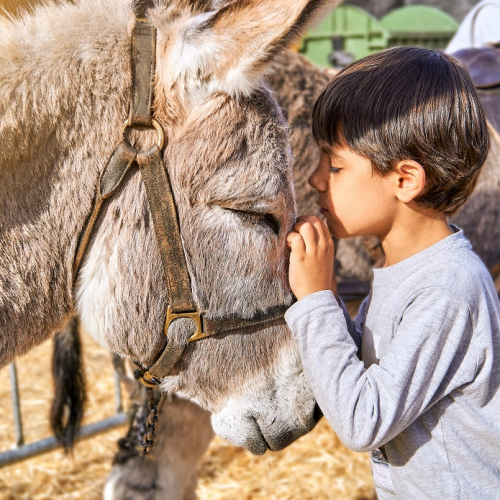 Fête aux ânes : Un petit garçon colle sa tête à celle d'un âne