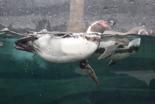 Parc zoologique de Paris @CitizenKid