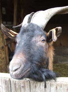 bouc-ferme-pedagogique