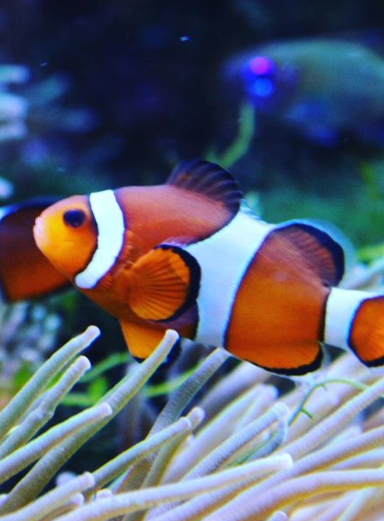 Aquarium de Dunkerque